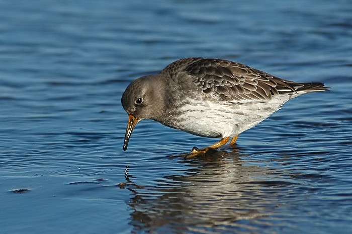 22.jpg - Paarse Strandloper. Brouwersdam, Zeeland. 29/01/2006. Foto: Joris Everaert. Nikon D70, Nikon AF-S ED 300mm f4 met TC-14EII 1.4x