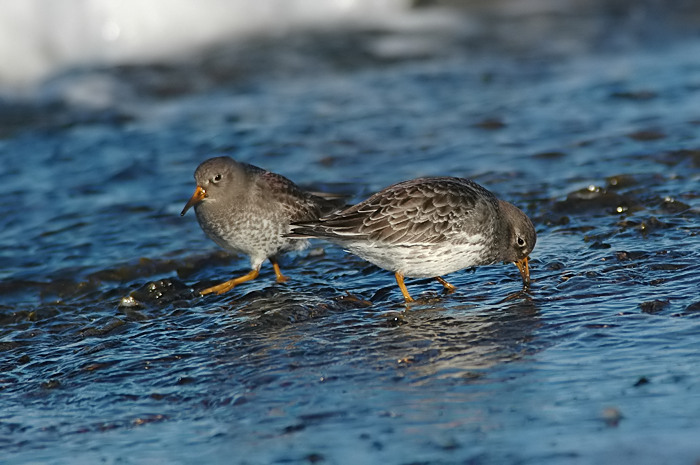 23.jpg - Paarse Strandloper. Brouwersdam, Zeeland. 29/01/2006. Foto: Joris Everaert. Nikon D70, Nikon AF-S ED 300mm f4 met TC-14EII 1.4x