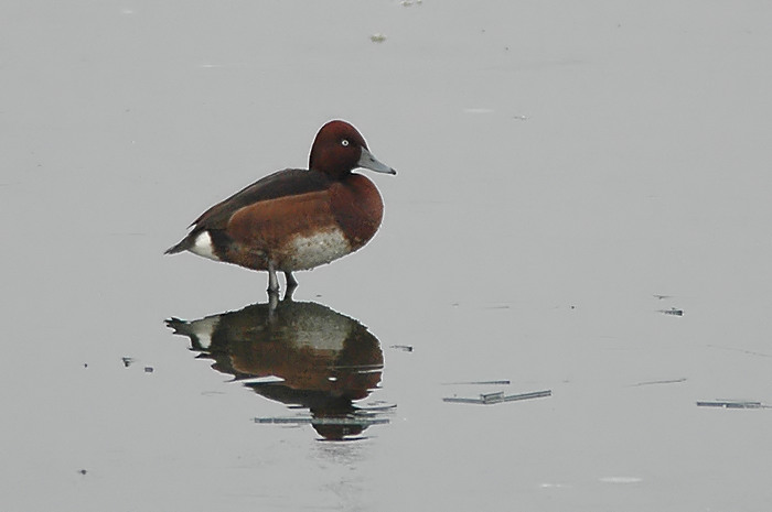 24.jpg - Witoogeend (m). Hamputten, Waasmunster. 4/02/2006. Foto: Joris Everaert. Nikon D70, Nikon AF-S ED 300mm f4 met TC-14EII 1.4x