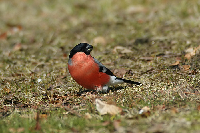 30.jpg - Noordse Goudvink (m). Eksaarde. 23/03/2006. Foto: Joris Everaert. Nikon D70, Nikon AF-S ED 300mm f4 met TC-14EII 1.4x