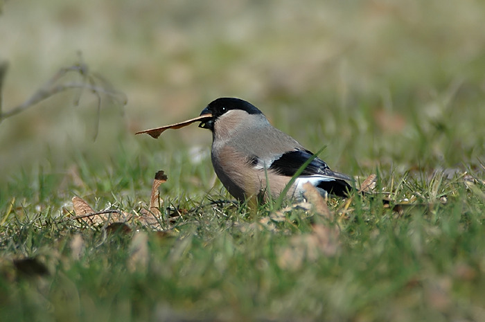 31.jpg - Noordse Goudvink (v). Eksaarde. 23/03/2006. Foto: Joris Everaert. Nikon D70, Nikon AF-S ED 300mm f4 met TC-14EII 1.4x