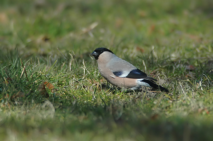 32.jpg - Noordse Goudvink (v). Eksaarde. 23/03/2006. Foto: Joris Everaert. Nikon D70, Nikon AF-S ED 300mm f4 met TC-14EII 1.4x