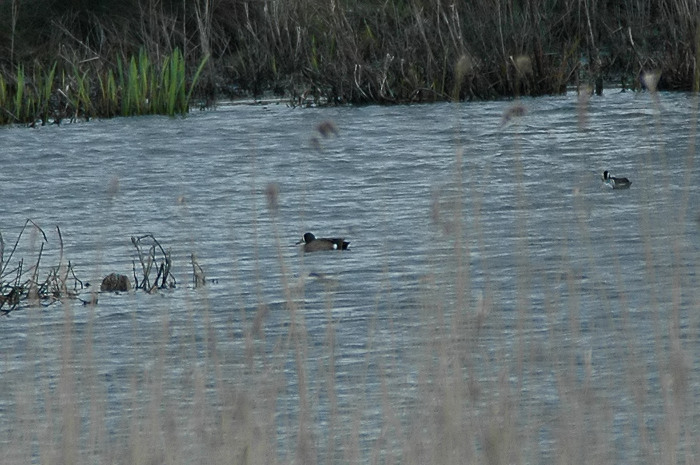 33.jpg - Blauwvleugeltaling (ad.m). Molsbroek, Lokeren. 8/04.2006. Foto: Joris Everaert. Nikon D70, Nikon AF-S ED 300mm f4 met TC-14EII 1.4x