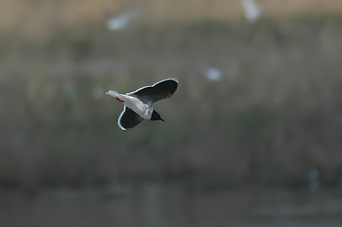 36.jpg - Dwergmeeuw. Molsbroek, Lokeren. 22/04/2006. Foto: Joris Everaert. Nikon D70, Nikon AF-S ED 300mm f4 met TC-14EII 1.4x