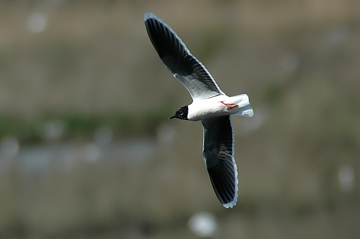 37.jpg - Dwergmeeuw. Molsbroek, Lokeren. 22/04/2006. Foto: Joris Everaert. Nikon D70, Nikon AF-S ED 300mm f4 met TC-14EII 1.4x