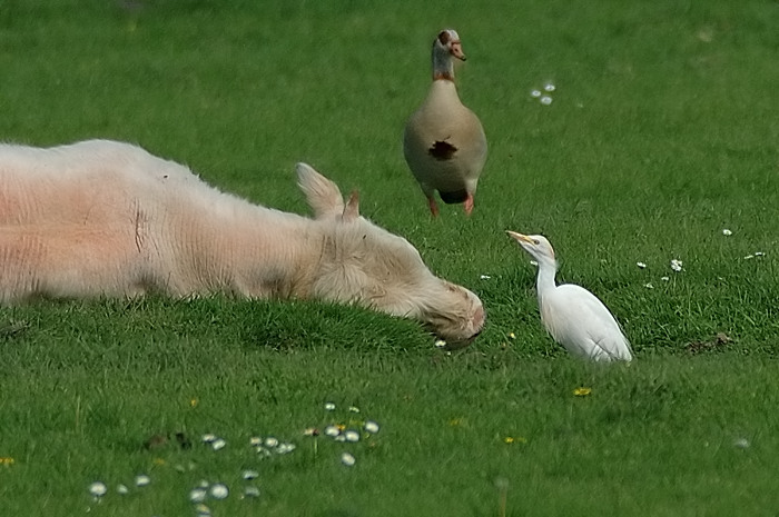 39.jpg - Koereiger. Kalkense meersen. 6/05/2006. Foto: Joris Everaert. Nikon D70, Nikon AF-S ED 300mm f4 met TC-14EII 1.4x