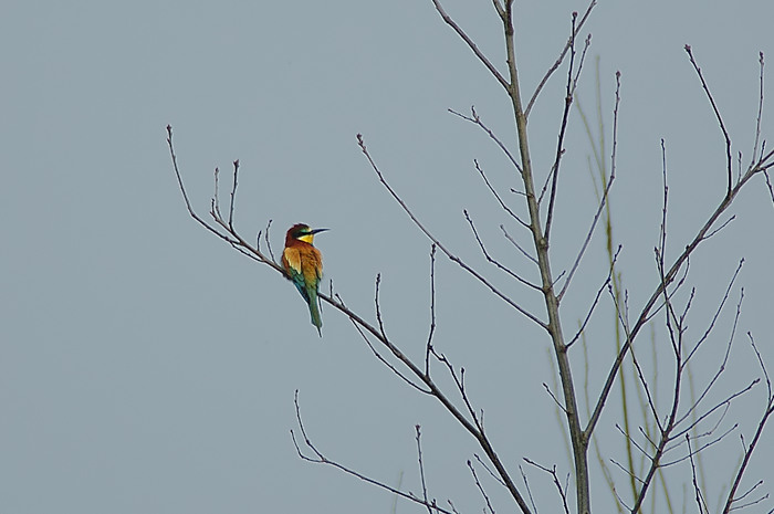 40.jpg - Bijeneter. Puyenbroeck, Wachtebeke. 14/05/2006. Foto: Joris Everaert. Nikon D70, Nikon AF-S ED 300mm f4 met TC-14EII 1.4x