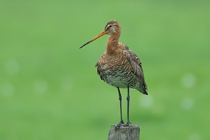 41.jpg - Grutto. Kalkense meersen, Laarne. 14/05/2006. Foto: Joris Everaert. Nikon D70, Nikon AF-S ED 300mm f4 met TC-14EII 1.4x