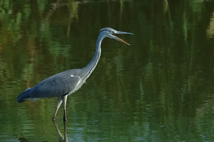 44.jpg - Blauwe Reiger. Molsbroek, Lokeren. 21/07/2006. Foto: Joris Everaert. Nikon D70, Nikon AF-S ED 300mm f4 met TC-14EII 1.4x