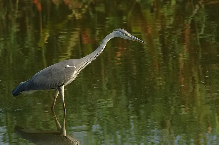 45.jpg - Blauwe Reiger. Molsbroek, Lokeren. 21/07/2006. Foto: Joris Everaert. Nikon D70, Nikon AF-S ED 300mm f4 met TC-14EII 1.4x