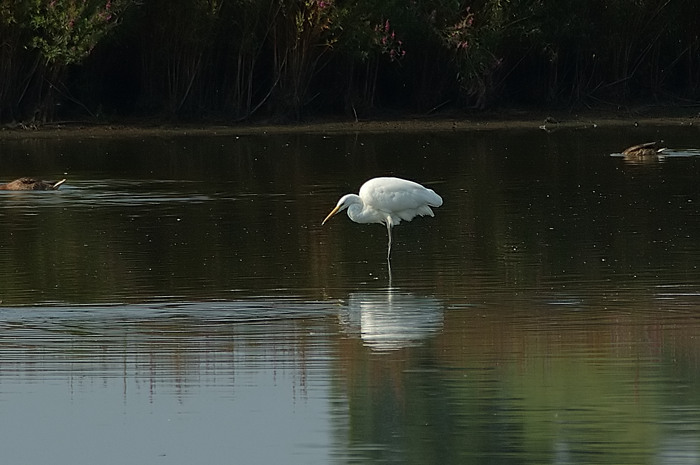 47.jpg - Grote Zilverreiger. Molsbroek, Lokeren. 21/07/2006. Foto: Joris Everaert. Nikon D70, Nikon AF-S ED 300mm f4 met TC-14EII 1.4x