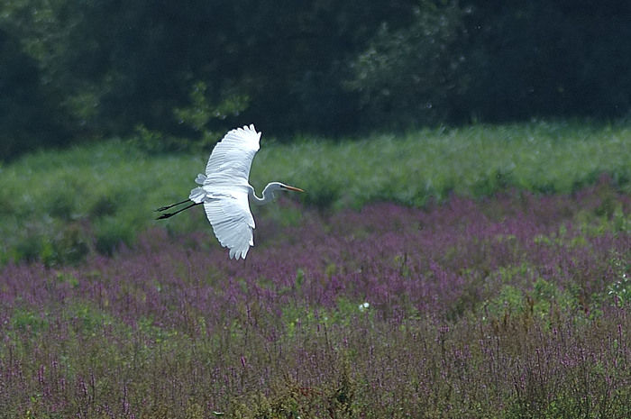 49.jpg - Grote Zilverreiger. Molsbroek, Lokeren. 21/07/2006. Foto: Joris Everaert. Nikon D70, Nikon AF-S ED 300mm f4 met TC-14EII 1.4x