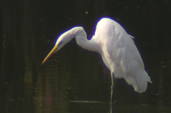 50.jpg - Grote Zilverreiger. Molsbroek, Lokeren. 21/07/2006. Foto: Joris Everaert. Nikon Coolpix 4500 op TBS80 Optolyth met 30x oculair