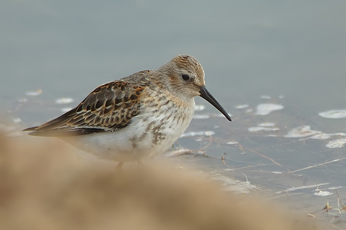 53.jpg - Bonte Strandloper. Hamputten, Waasmunster. 17/09/2006. Foto: Joris Everaert. Nikon D70, Nikon AF-S ED 300mm f4 met TC-14EII 1.4x