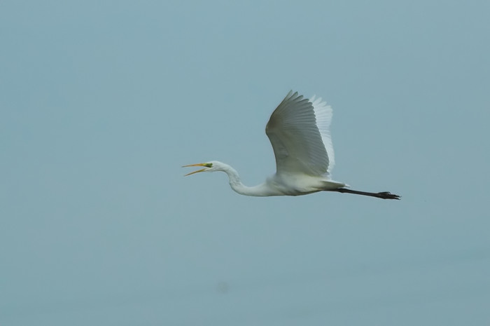 56.jpg - Grote Zilverreiger. Doelpolder, Beveren. 27/10/2006. Foto: Joris Everaert. Nikon D70, Nikon AF-S ED 300mm f4 met TC-14EII 1.4x