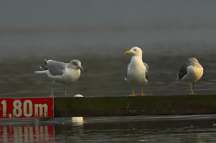 57.jpg - Geelpootmeeuw (ad). Nieuwdonk, Berlare. 5/11/2006. Foto: Joris Everaert. Nikon D70, Nikon AF-S ED 300mm f4 met TC-14EII 1.4x