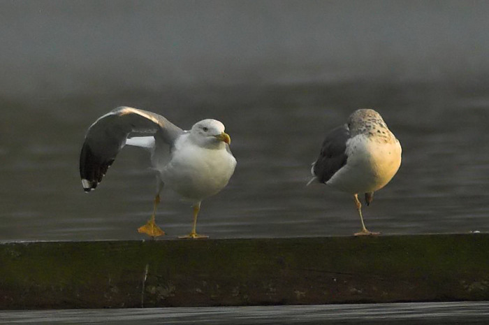 58.jpg - Geelpootmeeuw (ad). Nieuwdonk, Berlare. 5/11/2006. Foto: Joris Everaert. Nikon D70, Nikon AF-S ED 300mm f4 met TC-14EII 1.4x