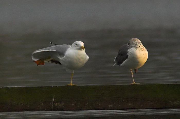 59.jpg - Geelpootmeeuw (ad). Nieuwdonk, Berlare. 5/11/2006. Foto: Joris Everaert. Nikon D70, Nikon AF-S ED 300mm f4 met TC-14EII 1.4x