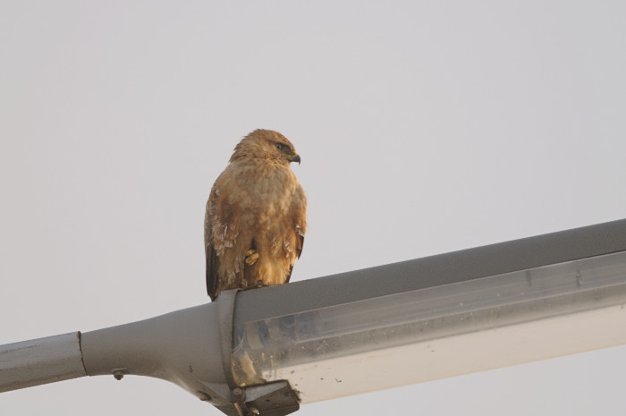 1.jpg - Arendbuizerd (Long-legged Buzzard, Buteo rufinus). Doel. 9/01/2009. Copyright: Joris Everaert. Nikon D300, Sigma APO 500mm f4.5 EX DG HSM