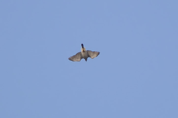 10.jpg - Havik (Northern Goshawk, Accipiter gentilis). Sinaai. 15/03/2009. Copyright: Joris Everaert. Nikon D300, Sigma APO 500mm f4.5 EX DG HSM