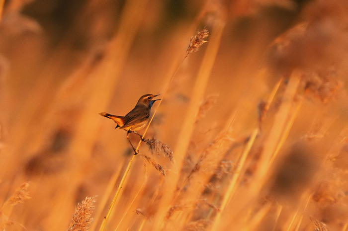 12.jpg - Blauwborst (Bluethroat, Luscinia svecica). Molsbroek, Lokeren. 19/04/2009. Copyright: Joris Everaert. Nikon D300, Sigma APO 500mm f4.5 EX DG HSM