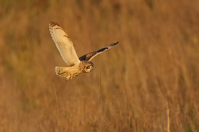 13.jpg - Velduil (Short-eared Owl, Asio flammeus). Durmemeersen, Hamme. 22/04/2009. Copyright: Joris Everaert. Nikon D300, Sigma APO 500mm f4.5 EX DG HSM