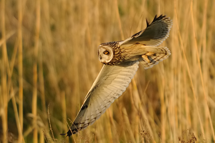 14.jpg - Velduil (Short-eared Owl, Asio flammeus). Durmemeersen, Hamme. 22/04/2009. Copyright: Joris Everaert. Nikon D300, Sigma APO 500mm f4.5 EX DG HSM