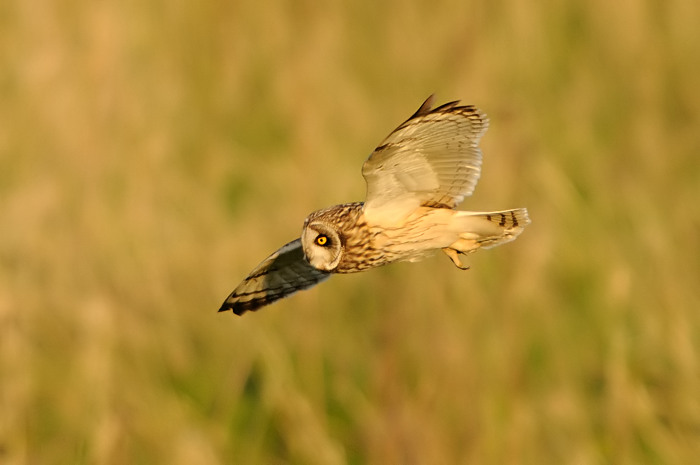 15.jpg - Velduil (Short-eared Owl, Asio flammeus). Durmemeersen, Hamme. 22/04/2009. Copyright: Joris Everaert. Nikon D300, Sigma APO 500mm f4.5 EX DG HSM