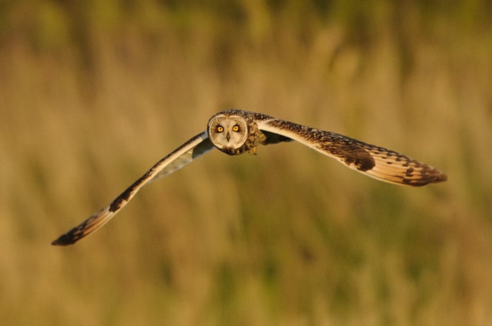 16.jpg - Velduil (Short-eared Owl, Asio flammeus). Durmemeersen, Hamme. 22/04/2009. Copyright: Joris Everaert. Nikon D300, Sigma APO 500mm f4.5 EX DG HSM