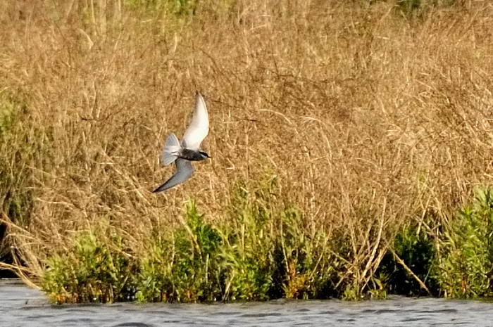 17.jpg - Witwangstern (Whiskered Tern, Chlidonias hybridus). Molsbroek, Lokeren. 17/05/2009. Copyright: Joris Everaert. Nikon D300, Sigma APO 500mm f4.5 EX DG HSM