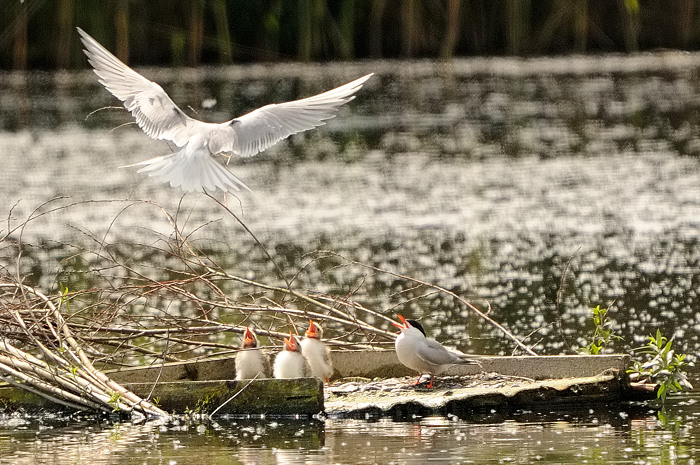 18.jpg - Visdief koppel + 3 juv. (Common Tern, Sterna hirundo). Donkmeer, Berlare. 13/06/2009. Copyright: Joris Everaert. Nikon D300, Sigma APO 500mm f4.5 EX DG HSM