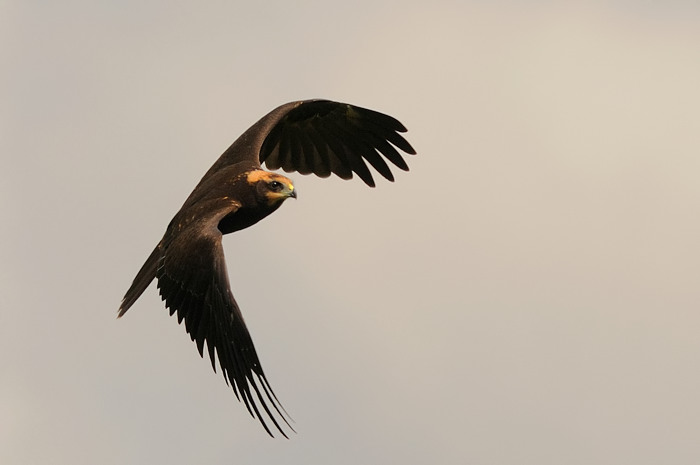 19.jpg - Bruine Kiekendief juv. (Marsh Harrier, Circus aeruginosus). Eksaarde. 25/07/2009. Copyright: Joris Everaert. Nikon D300, Sigma APO 500mm f4.5 EX DG HSM