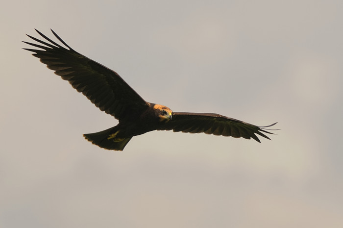 20.jpg - Bruine Kiekendief juv. (Marsh Harrier, Circus aeruginosus). Eksaarde. 25/07/2009. Copyright: Joris Everaert. Nikon D300, Sigma APO 500mm f4.5 EX DG HSM