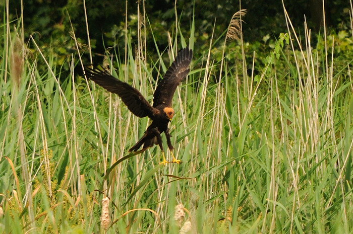 21.jpg - Bruine Kiekendief juv. (Marsh Harrier, Circus aeruginosus). Eksaarde. 25/07/2009. Copyright: Joris Everaert. Nikon D300, Sigma APO 500mm f4.5 EX DG HSM