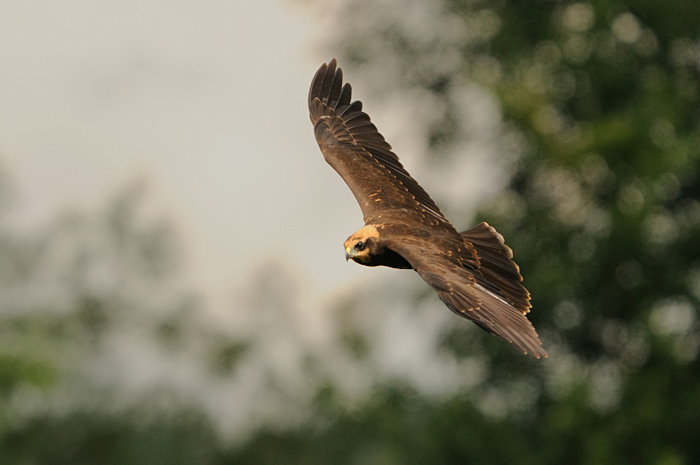 22.jpg - Bruine Kiekendief juv. (Marsh Harrier, Circus aeruginosus). Eksaarde. 25/07/2009. Copyright: Joris Everaert. Nikon D300, Sigma APO 500mm f4.5 EX DG HSM