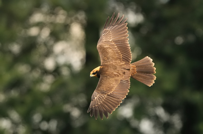 23.jpg - Bruine Kiekendief juv. (Marsh Harrier, Circus aeruginosus). Eksaarde. 25/07/2009. Copyright: Joris Everaert. Nikon D300, Sigma APO 500mm f4.5 EX DG HSM