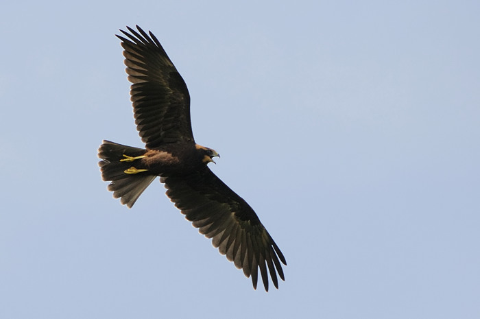 24.jpg - Bruine Kiekendief juv. (Marsh Harrier, Circus aeruginosus). Eksaarde. 25/07/2009. Copyright: Joris Everaert. Nikon D300, Sigma APO 500mm f4.5 EX DG HSM