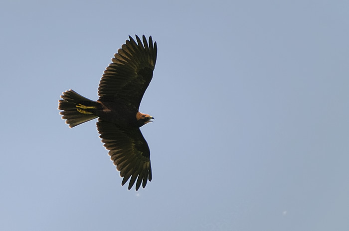 25.jpg - Bruine Kiekendief juv. (Marsh Harrier, Circus aeruginosus). Eksaarde. 25/07/2009. Copyright: Joris Everaert. Nikon D300, Sigma APO 500mm f4.5 EX DG HSM