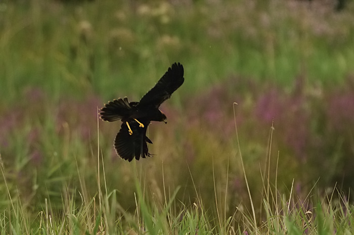 26.jpg - Bruine Kiekendief juv. (Marsh Harrier, Circus aeruginosus). Eksaarde. 25/07/2009. Copyright: Joris Everaert. Nikon D300, Sigma APO 500mm f4.5 EX DG HSM