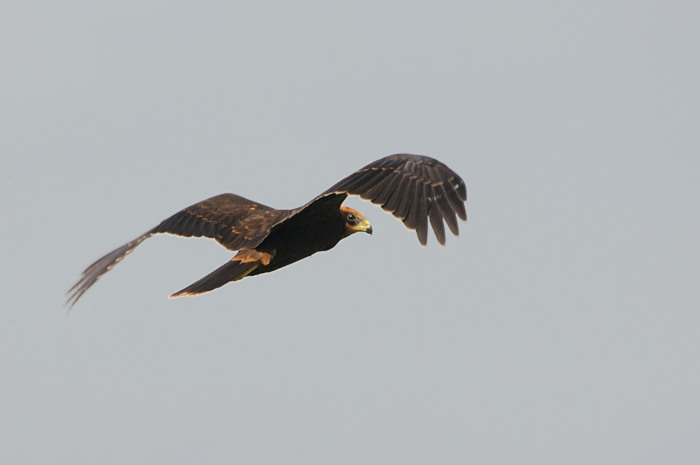 27.jpg - Bruine Kiekendief juv. (Marsh Harrier, Circus aeruginosus). Eksaarde. 25/07/2009. Copyright: Joris Everaert. Nikon D300, Sigma APO 500mm f4.5 EX DG HSM