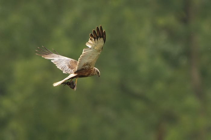 28.jpg - Bruine Kiekendief m. (Marsh Harrier, Circus aeruginosus). Eksaarde. 25/07/2009. Copyright: Joris Everaert. Nikon D300, Sigma APO 500mm f4.5 EX DG HSM