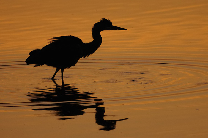 29.jpg - Blauwe Reiger (Grey Heron, Ardea cinerea). Molsbroek, Lokeren. 19/08/2009. Copyright: Joris Everaert. Nikon D300, Sigma APO 500mm f4.5 EX DG HSM