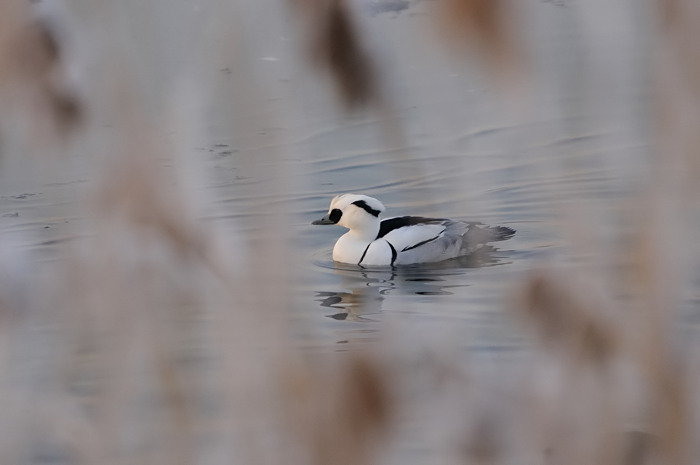 3.jpg - Nonnetje m. (Smew, Mergus albellus). Hamputten, Waasmunster. 10/01/2009. Copyright: Joris Everaert. Nikon D300, Sigma APO 500mm f4.5 EX DG HSM