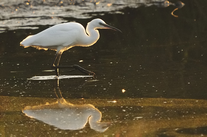 30.jpg - Kleine Zilverreiger (Little Egret, Egretta garzetta). Molsbroek, Lokeren. 19/08/2009. Copyright: Joris Everaert. Nikon D300, Sigma APO 500mm f4.5 EX DG HSM