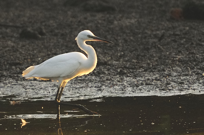 31.jpg - Kleine Zilverreiger (Little Egret, Egretta garzetta). Molsbroek, Lokeren. 19/08/2009. Copyright: Joris Everaert. Nikon D300, Sigma APO 500mm f4.5 EX DG HSM