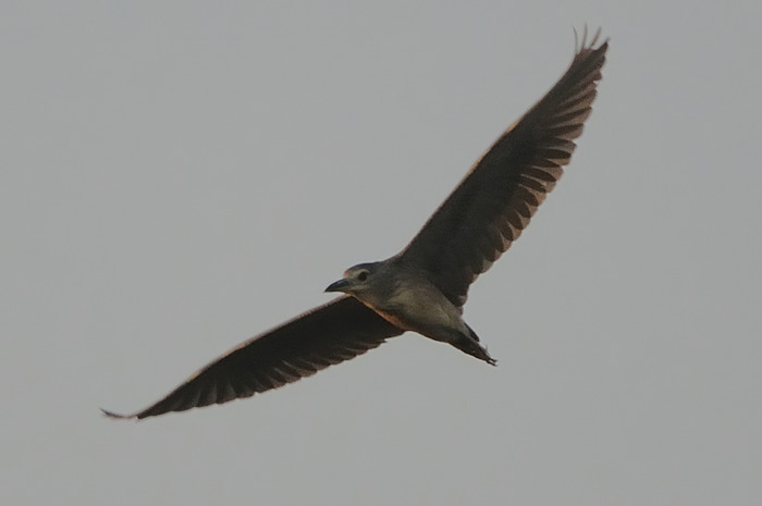 32.jpg - Kwak (Night Heron, Nycticorax nycticorax). Molsbroek, Lokeren. 19/08/2009. Copyright: Joris Everaert. Nikon D300, Sigma APO 500mm f4.5 EX DG HSM