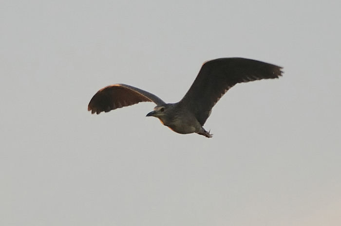 33.jpg - Kwak (Night Heron, Nycticorax nycticorax). Molsbroek, Lokeren. 19/08/2009. Copyright: Joris Everaert. Nikon D300, Sigma APO 500mm f4.5 EX DG HSM