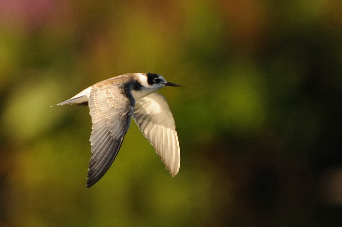 36.jpg - Zwarte Stern juv. (Black Tern, Chlidonias niger). Molsbroek, Lokeren. 23/08/2009. Copyright: Joris Everaert. Nikon D300, Sigma APO 500mm f4.5 EX DG HSM