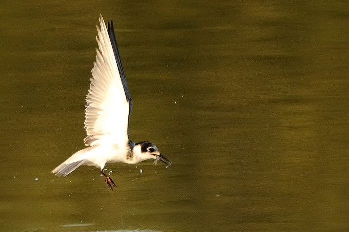 37.jpg - Zwarte Stern juv. (Black Tern, Chlidonias niger). Molsbroek, Lokeren. 23/08/2009. Copyright: Joris Everaert. Nikon D300, Sigma APO 500mm f4.5 EX DG HSM