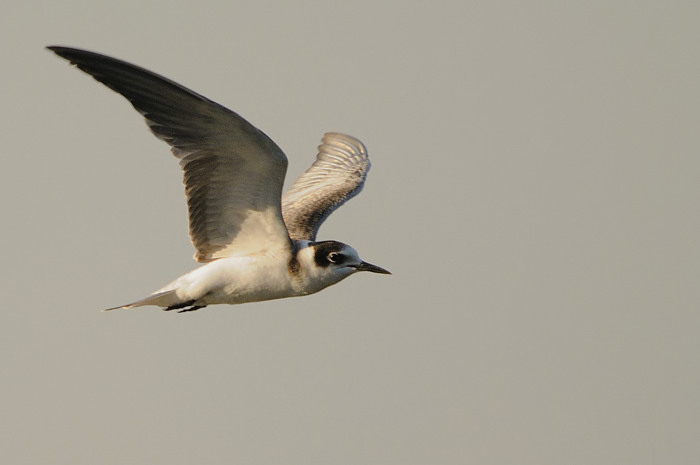 39.jpg - Zwarte Stern juv. (Black Tern, Chlidonias niger). Molsbroek, Lokeren. 23/08/2009. Copyright: Joris Everaert. Nikon D300, Sigma APO 500mm f4.5 EX DG HSM